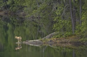 Spring day 73 Male wolf, Judd Lake point - Jim Brandenburg