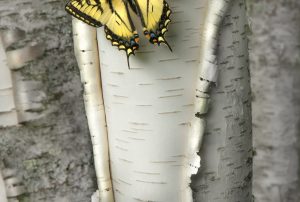 Spring day 84 Swallowtail butterfly - Jim Brandenburg