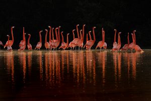 Flamingos displaying - Klaus Nigge