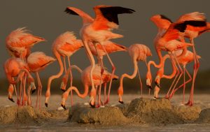 Flamingo colony - Klaus Nigge