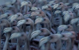Juvenile Flamingos at dusk - Klaus Nigge