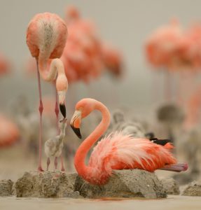 Flamingo feeding chick - Klaus Nigge
