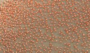 Flamingo aerial - Klaus Nigge