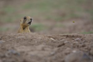 Montier Photo Festival