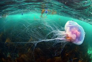 Montier Photo Festival