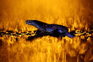 Montier Photo Festival