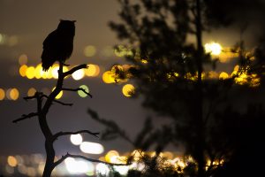 Montier Photo Festival