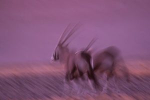 Montier Photo Festival