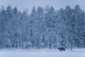 Estampe finlandaise - Thomas Roger