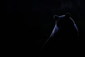 Lumière animale - Olivier Larrey