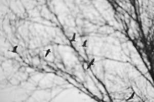 Grues en forêt - Debarnot Jean-François