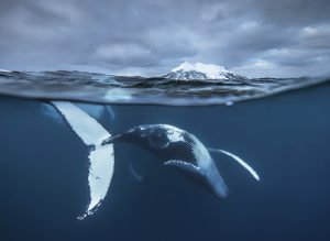 Farewell dance of the humpback whale - Fritz Pölking Prize 2016, Audun Rikardsen