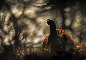 Capercaillie - GDTEWPY 2015, Bernt Østhus