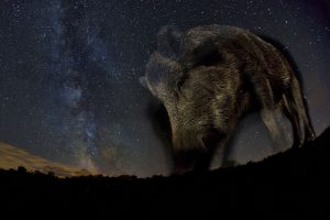 Night star - GDTEWPY 2015, Bence Mate