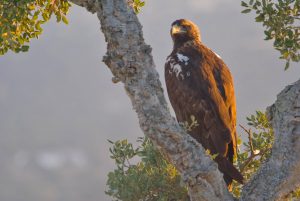 Aigle ibérique - Turismo Extremadura
