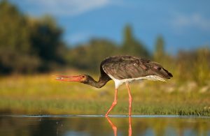 Cigogne noire - Turismo Extremadura