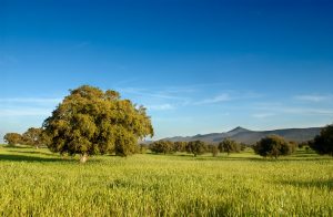 Dehesa en Estrémadure - Turismo Extremadura