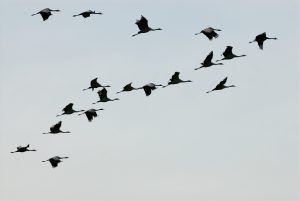 Grues - Turismo Extremadura