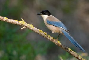 Pie bleue - Turismo Extremadura