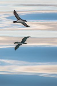Miroir - Alain Rogati