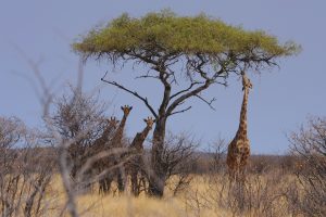 girafe - Christian Kempf