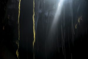 Vegetal Vibration - Jérôme Pruniaux