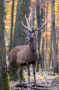 Montier Photo Festival
