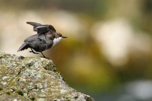 Montier Photo Festival
