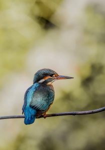 Montier Photo Festival