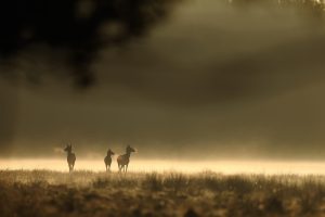 Biches dans la brume - Cyrille Delorme