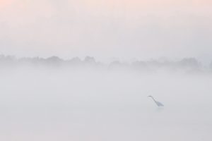 Grande Aigrette - Dany Godineau