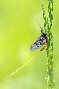 Mouche de Mai - Gérard Fauvet