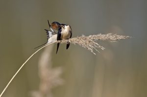 Hirondelle de cheminée - Philippe Léger