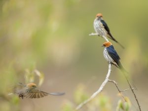 Trio de rousses - jpp