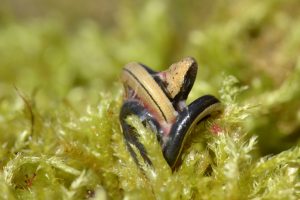 Montier Photo Festival
