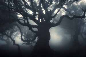 A travers la forêt Abyssale - Alexandre Deschaumes