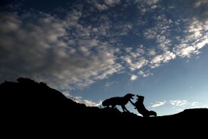 Fox-trot sur le Ventoux - Nicolas Ughetto