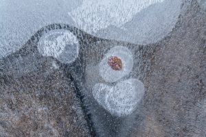 FROZEN LEAF - Beatrix Walter