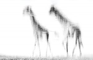 Montier Photo Festival