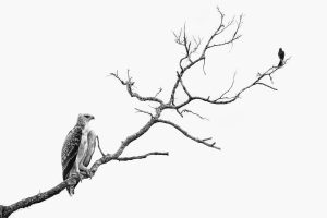 Montier Photo Festival