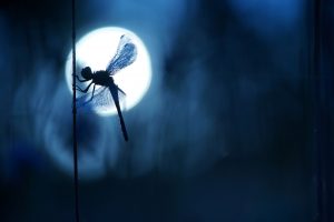 Blue dragonfly - FIOL Laurent