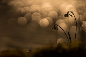 perce-neige - FIOL Laurent