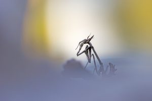 Montier Photo Festival