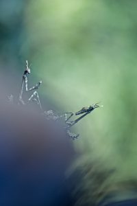 Montier Photo Festival