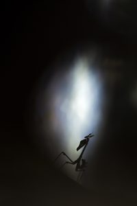 Montier Photo Festival