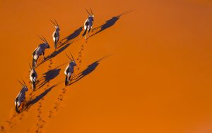 Montier Photo Festival