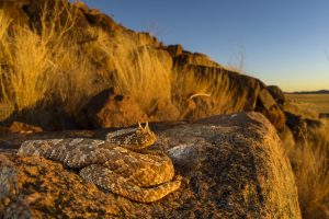 Montier Photo Festival