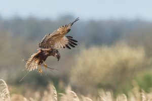 Montier Photo Festival