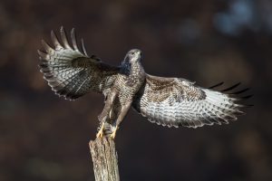 Montier Photo Festival