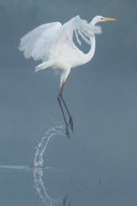 Montier Photo Festival